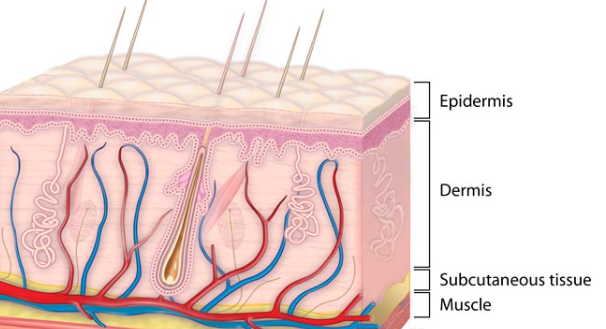 래디어스 시술 필러와 뭐가 다를까 관련 이미지 4