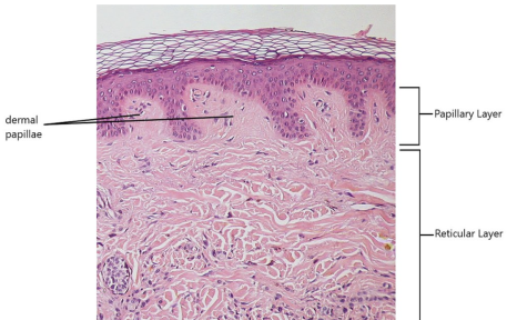 턱스킨보톡스 얼굴스킨보톡스 차이 관련 이미지 3