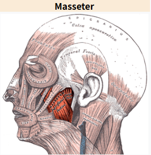 신사역 치과 - 이갈이와 이악물기의 치료. 좋은 보톡스와 이갈이 스플린트. 코어톡스 가격/주기/효과. 관련 이미지 1