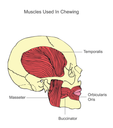 이갈이 보톡스, 신사역 치과 의사가 설명히는 효과, 주기, 통증,가격 총정리 관련 이미지 1