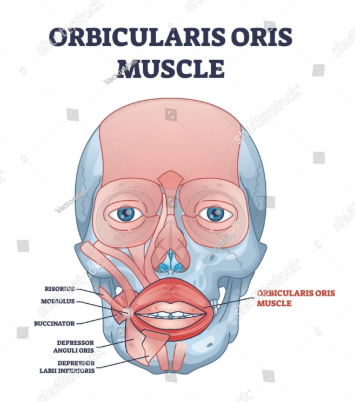 이갈이 보톡스, 신사역 치과 의사가 설명히는 효과, 주기, 통증,가격 총정리 관련 이미지 7