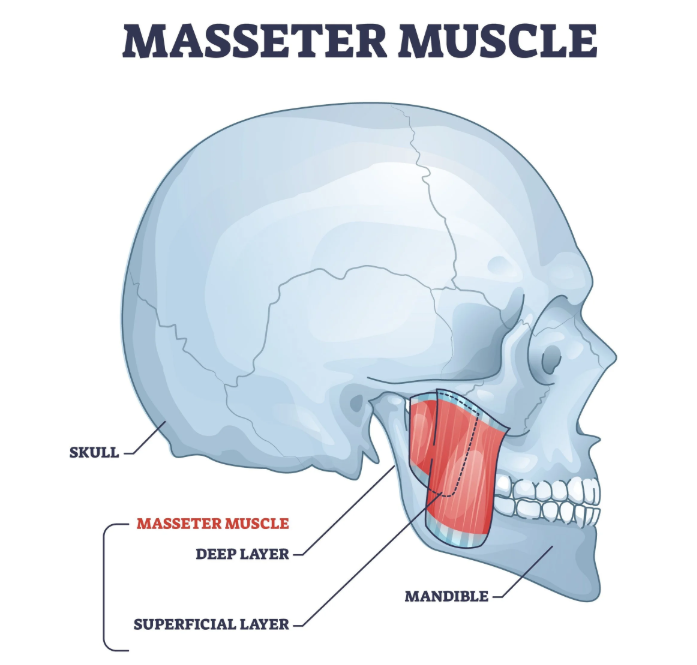 이갈이 마우스피스를 맞추기 전에, 저작근을 이해하고 측두근 보톡스를 맞아보세요! 관련 이미지 1