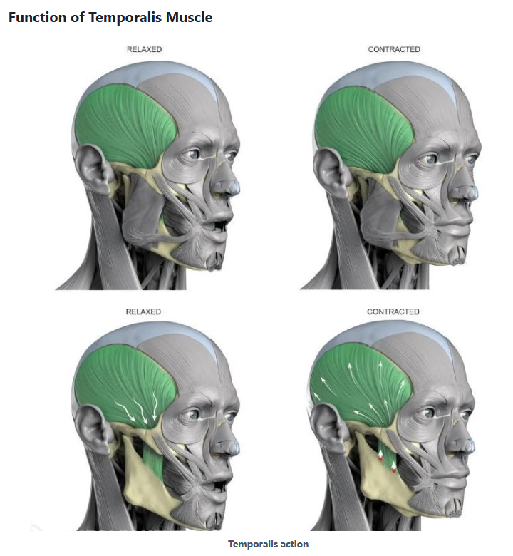 이갈이 마우스피스를 맞추기 전에, 저작근을 이해하고 측두근 보톡스를 맞아보세요! 관련 이미지 2