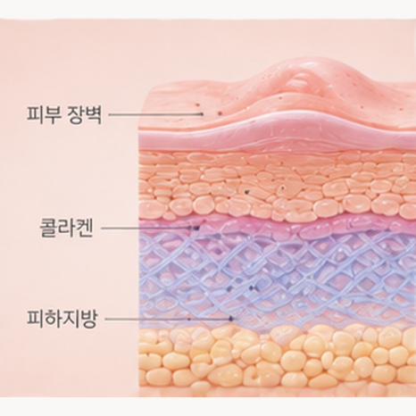 여의도역피부과 피부질환과 콜라겐, 염증이 반복되면 피부 회복도 느려질 수 있을까요? (JTBC다큐플러스Q) 관련 이미지 2