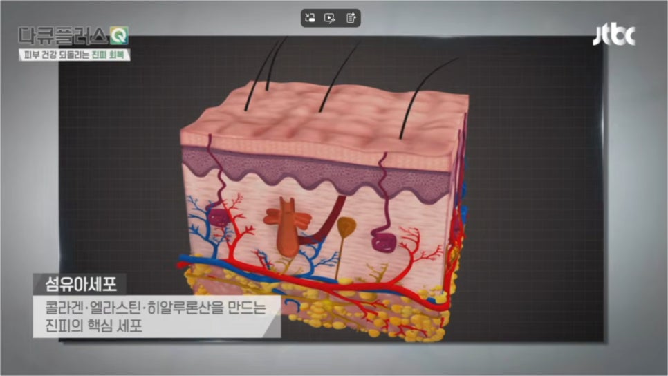 신길역피부과 피부질환 및 콜라겐, 피부 건강을 위해 함께 확인해야 할 것은? (JTBC다큐플러스Q) 관련 이미지 4