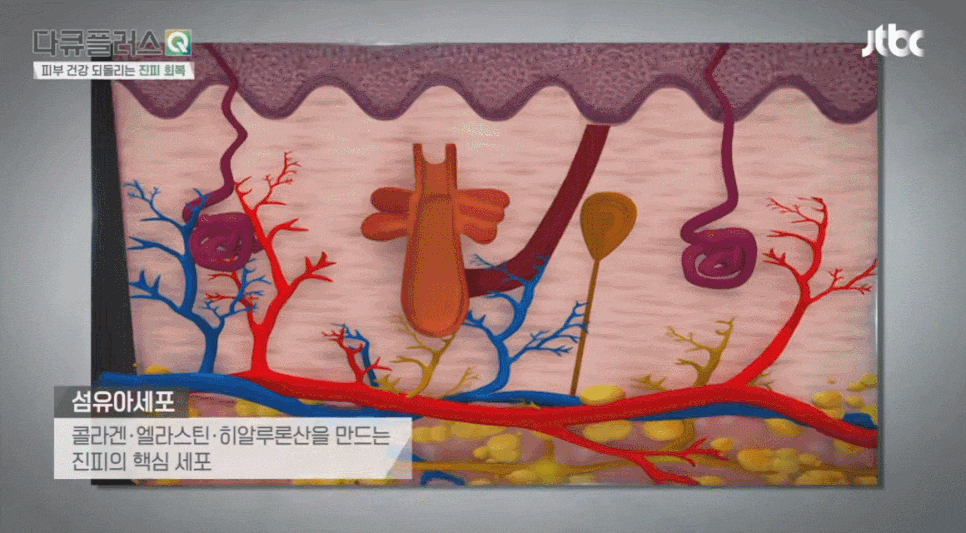 겉으로 보이는 노화보다 중요한 피부 속 변화, 계피부과 김신한 원장 방송출연 (JTBC 다큐플러스Q) 관련 이미지 4