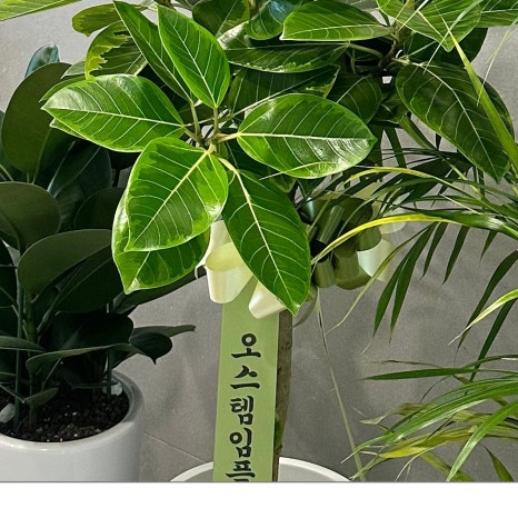 대치동임플란트 내 몸에 맞는 치료 관련 이미지 11