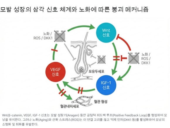 Hair Rejuvenation Therapy: Reviving Hair Vitality with Cera Exosome and Ditology NMN image 2