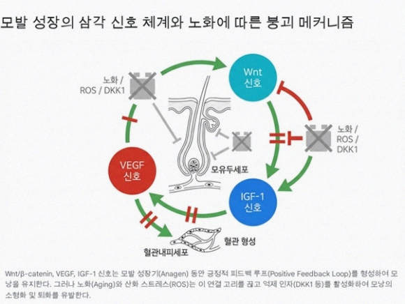 Hair Loss Treatment with Cella Exosome? It Promotes Hair Thickness and Growth Speed. <Real Clinical Results Revealed> image 6