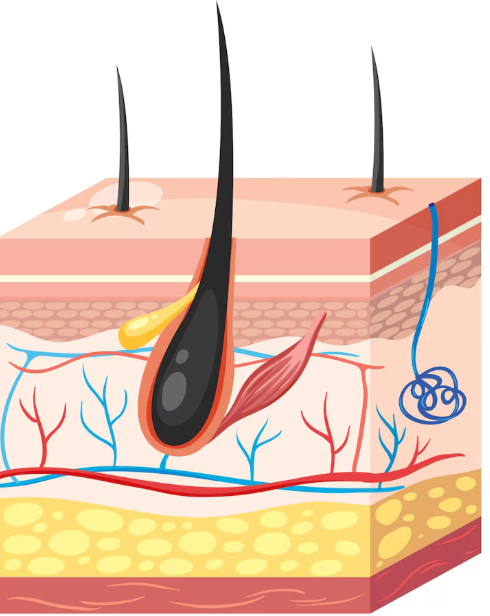 How to Calculate the Cost of Non-Incisional Hair Transplantation: Differences by Graft Count and Extraction Method, Explained Directly by the Director image 3
