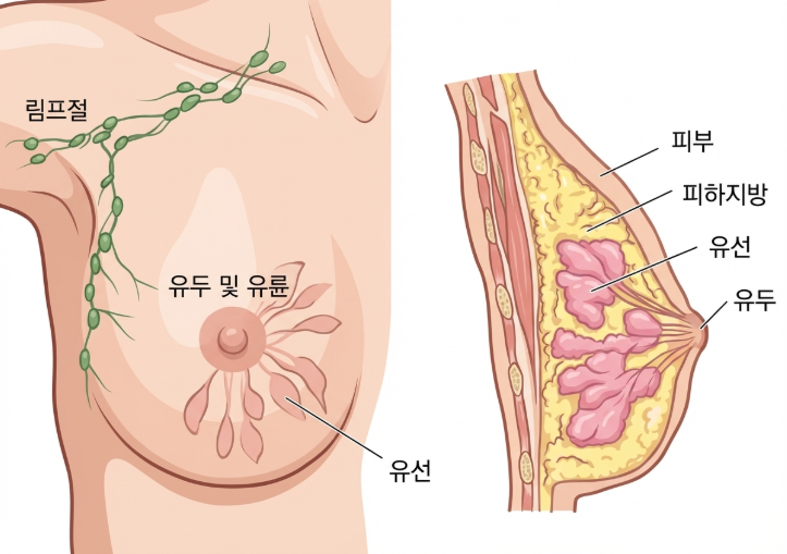 Accessory Breast Liposuction: Price, Side Effects, Swelling, Compression Garments, and Recurrence Explained image 6