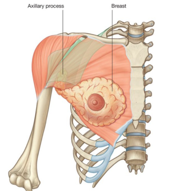 부유방제거수술, 살을 빼도 겨드랑이가 그대로라면? 관련 이미지 2