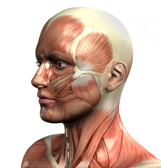 Facial Fat Grafting: Will You Look Younger the More Fat You Add? Why Too Much Can Look Unnatural image 8