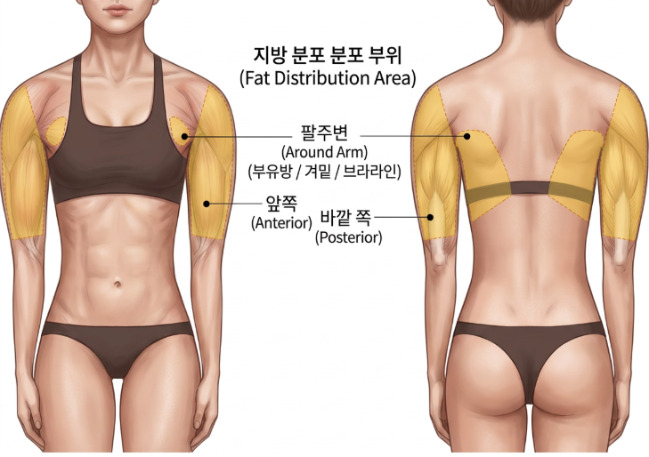 신사역성형외과 팔뚝지방흡입 효과 있을까? 팔 라인 변화와 회복 과정 정리 관련 이미지 4