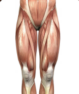 샤넬라인 지방흡입, 허벅지 안쪽만 빼면 다리라인이 예뻐질까? 관련 이미지 8