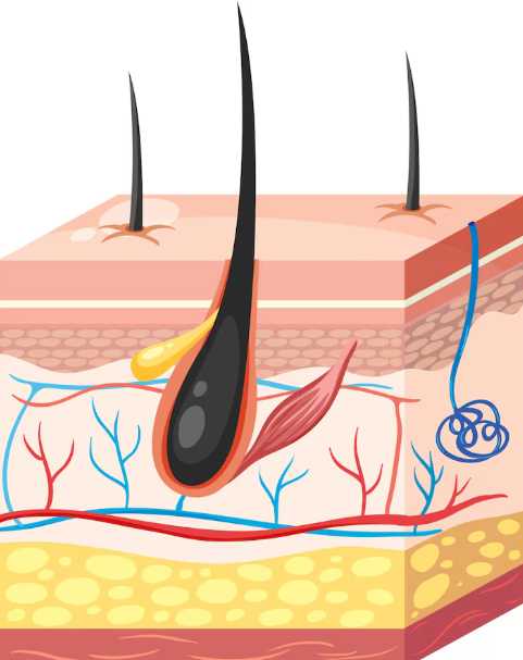 Female Crown Hair Transplantation: Explaining Why Results and Graft Survival Rates Differ image 4