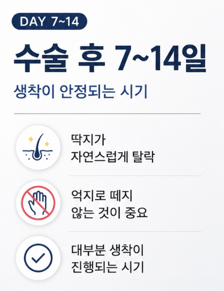 모발이식생착기간, 언제부터 안심해도 될까요? 딱지·운동·모자까지 총정리 관련 이미지 6