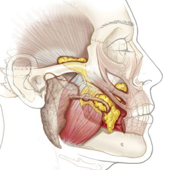 Deep Cheek Fat Removal: Why the Cheeks May Look More Hollow If Done Incorrectly image 9