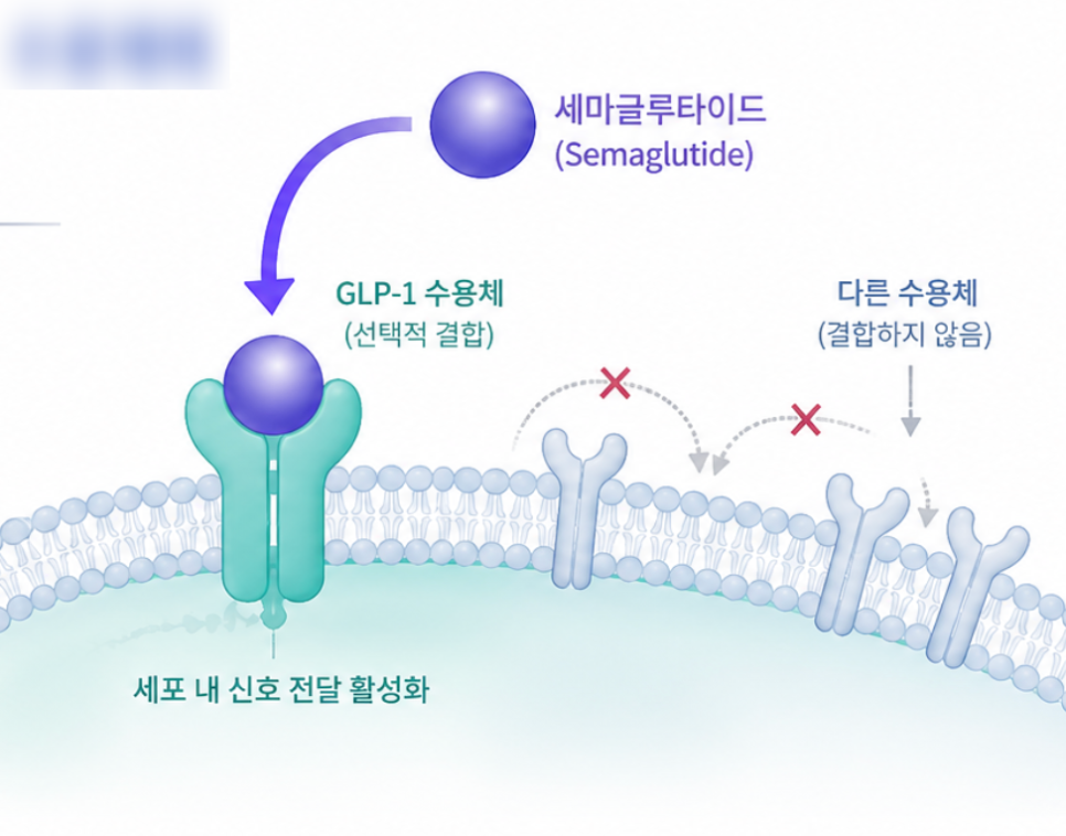 위고비 마운자로 차이, 처방 기준부터 효과까지 한눈에 비교 관련 이미지 2