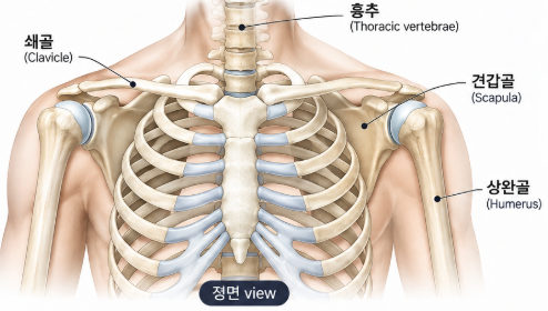 어깨필러, 직각어깨를 원한다면 라인부터 확인해야 하는 이유 관련 이미지 4