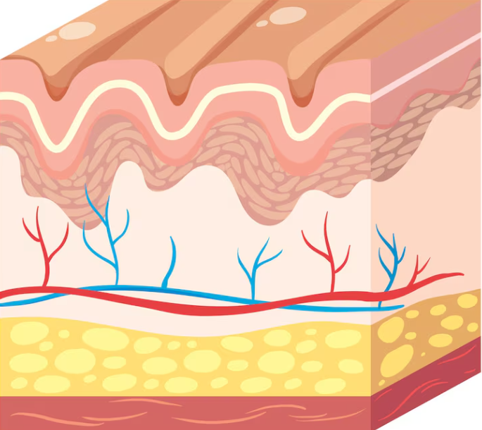 Seoul Fat Grafting Good Place: Facial Fat Grafting vs. Filler, the Difference in Results Is Bigger Than You Think image 7