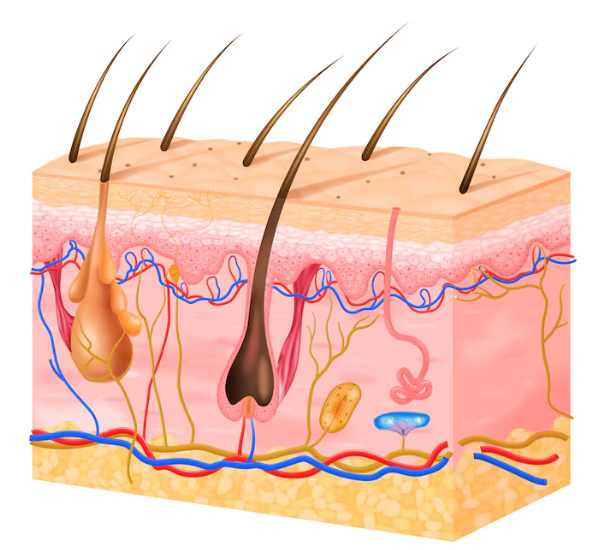 Side Effects of Non-Incision Hair Transplant: A Summary of the Most Common Cases image 6