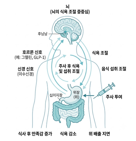 마운자로 용량부터 술·실비까지, 처음 시작한다면 꼭 확인하세요 관련 이미지 2