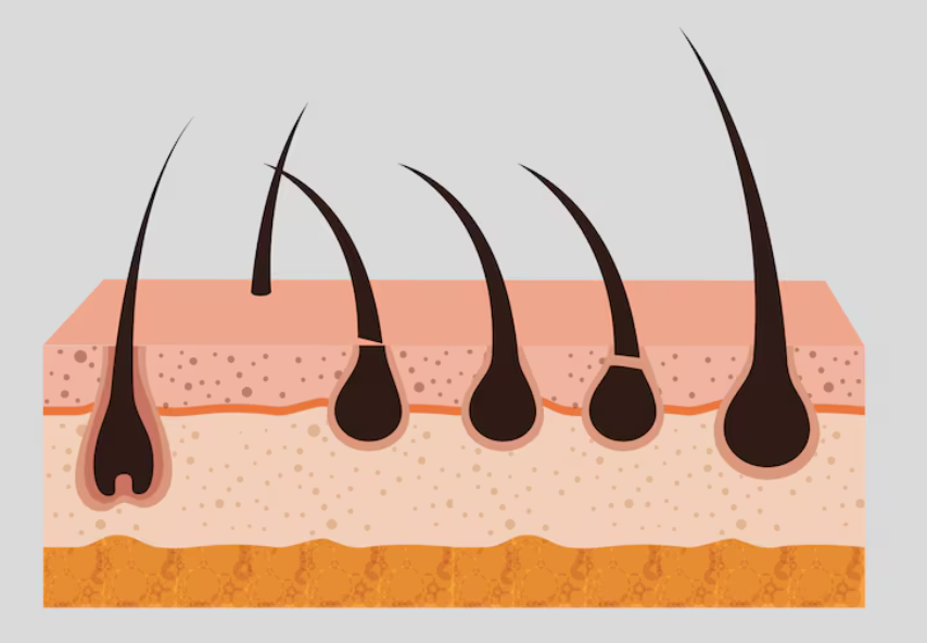 Selection Criteria for Choosing a Clinic for Non-Incisional Hair Transplantation and Differences in Graft Survival Rates image 11