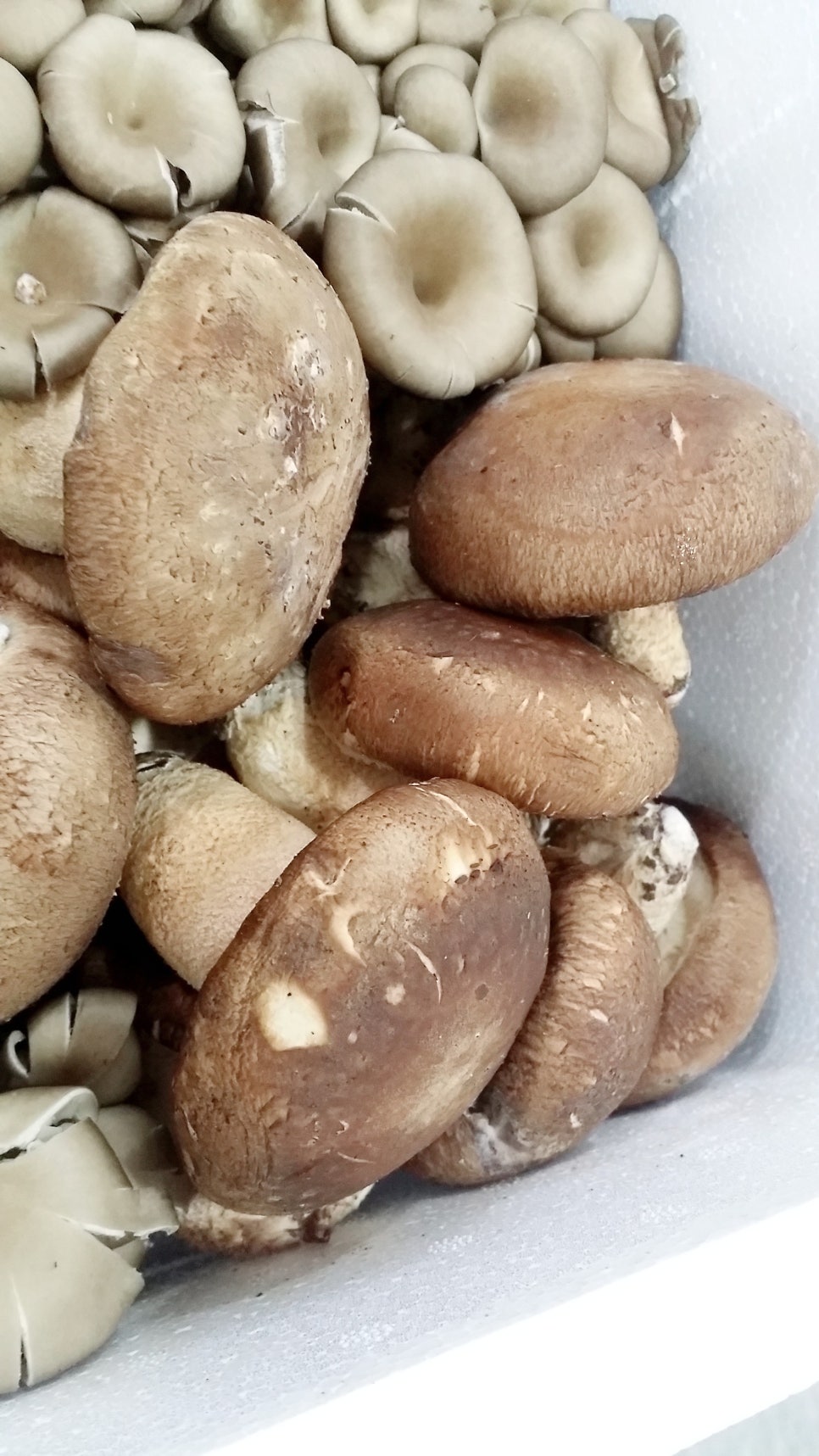 소아당뇨협회 김중수 이사님 감사합니다. 관련 이미지 4