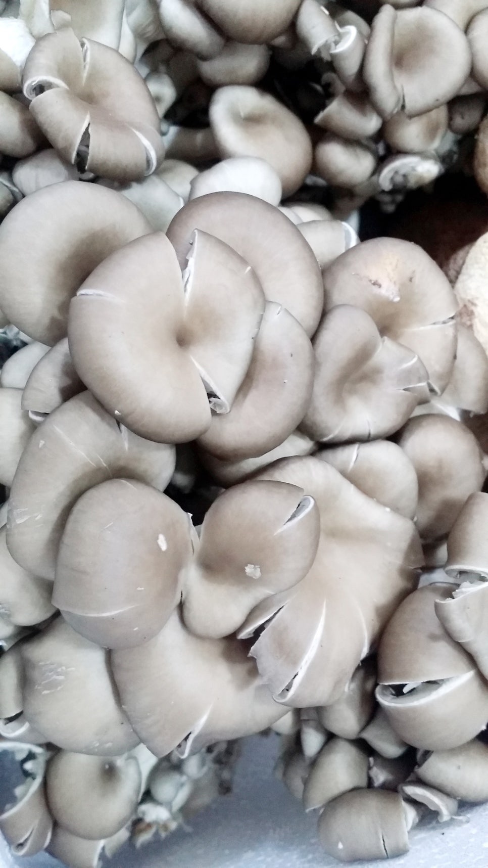 소아당뇨협회 김중수 이사님 감사합니다. 관련 이미지 3