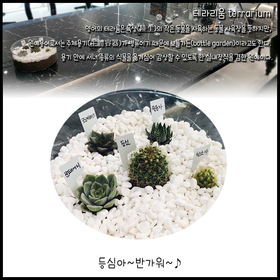 아름드리치과_미니정원(테라리움) 관련 이미지 4