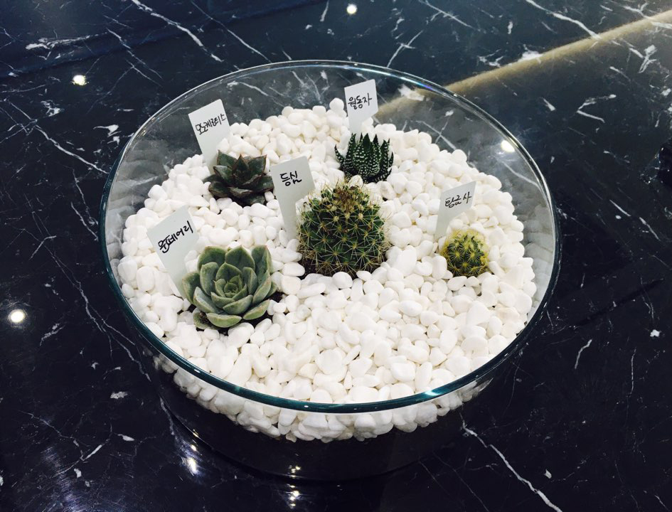 아름드리치과_미니정원(테라리움) 관련 이미지 3