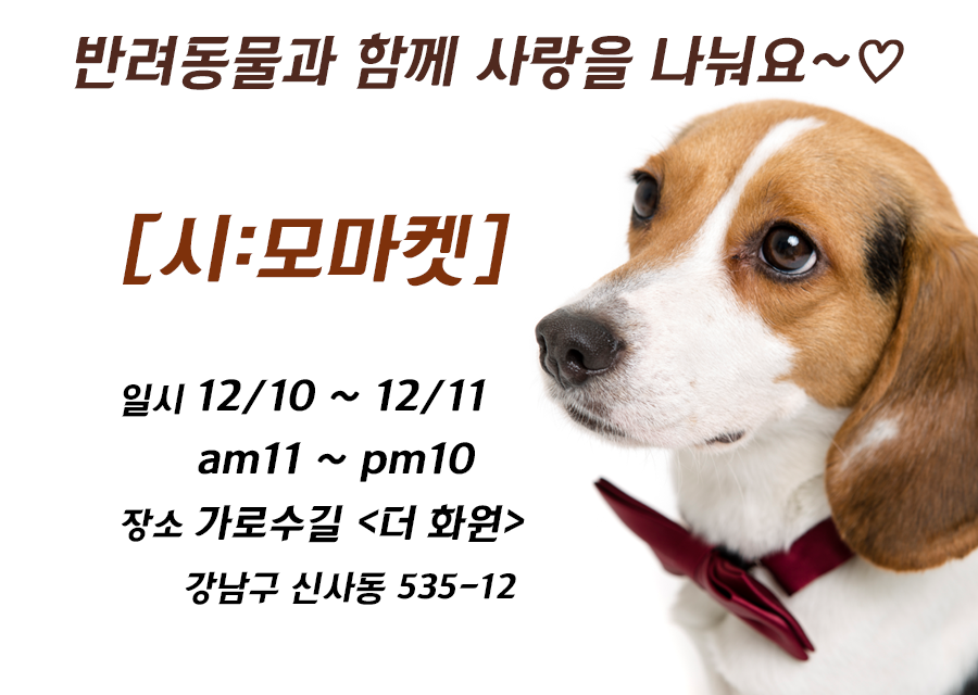 시선을 모으다 [시:모마켓] 두 번째-반려동물과 함께 겨울 나들이 가자 [강남 아름드리 치과] 관련 이미지 3