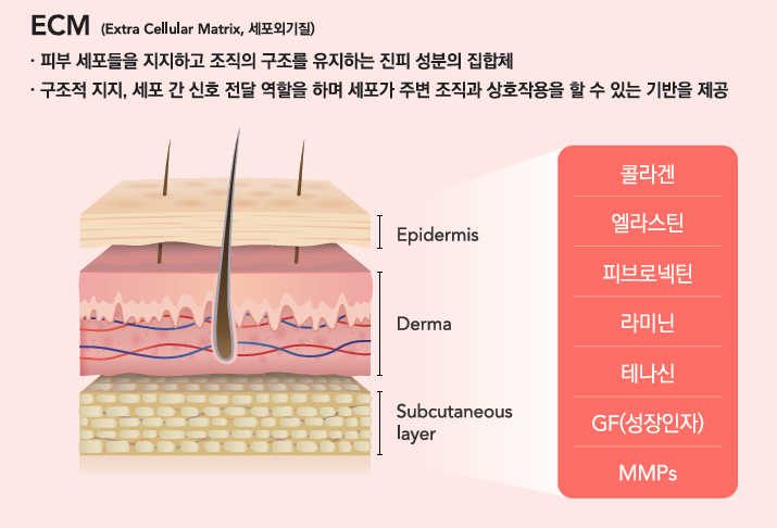 Mok-dong / Omokgyo / Yeongdeungpo Plastic Surgery Clinic — ELRAVIE Rituo Launch at Stella Clinic ☜ image 3