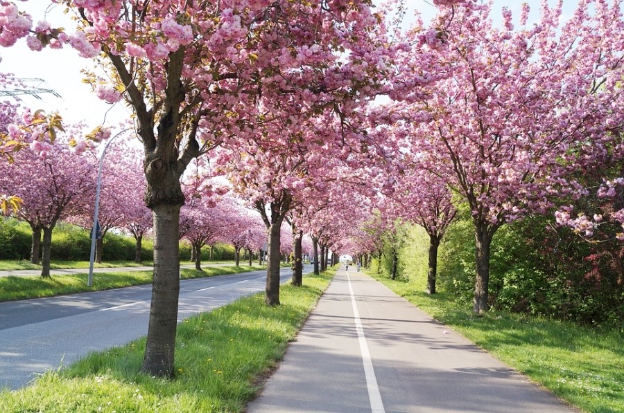 [봄꽃사진] 예쁜 봄꽃이미지 올려보아용 :) 관련 이미지 4