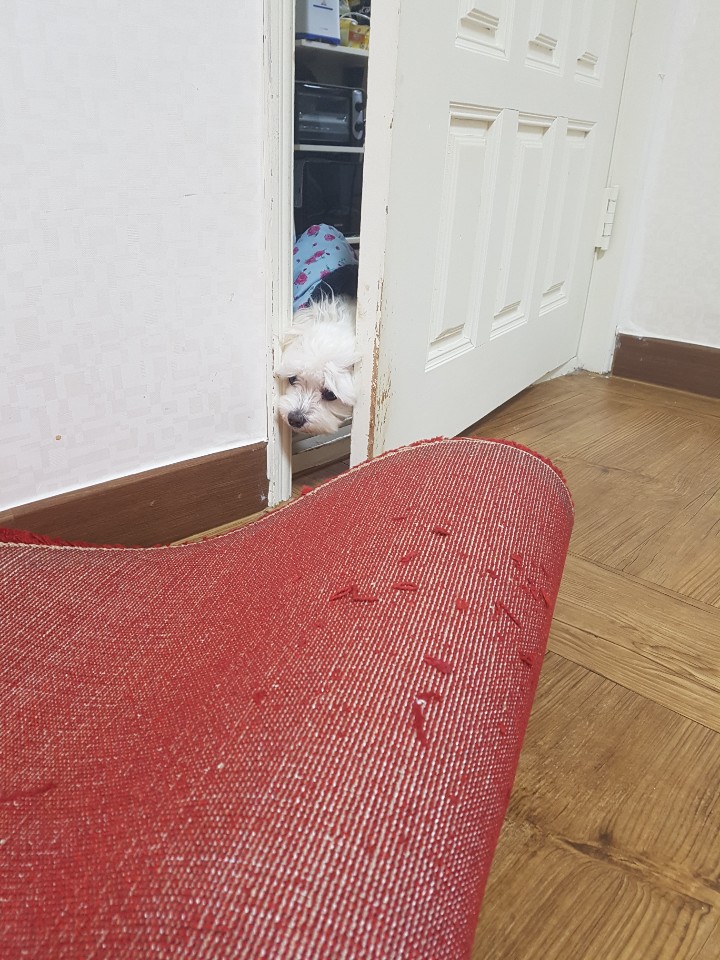 제주도 애월 게스트하우스 "웰빙" - 시간이 지나도 잊혀지지 않는 곳 관련 이미지 7