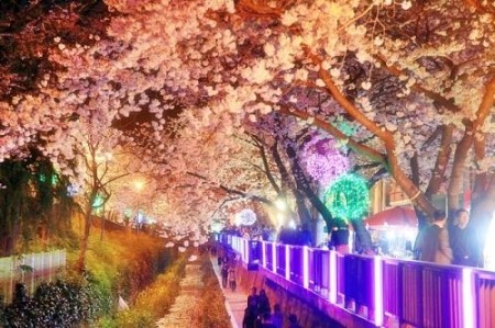 어디로 봄꽃구경 갈까요? 4월 봄꽃축제 일정, 기간 알아봐요 :) 관련 이미지 4