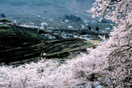 어디로 봄꽃구경 갈까요? 4월 봄꽃축제 일정, 기간 알아봐요 :) 관련 이미지 19
