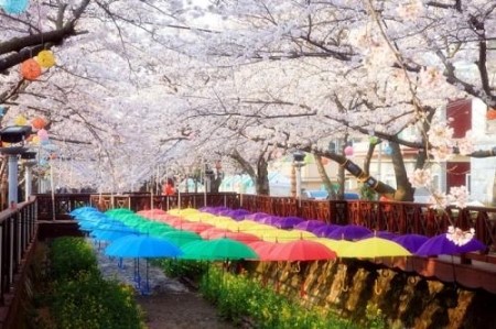 어디로 봄꽃구경 갈까요? 4월 봄꽃축제 일정, 기간 알아봐요 :) 관련 이미지 3