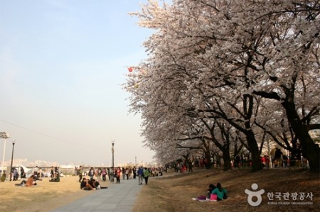 어디로 봄꽃구경 갈까요? 4월 봄꽃축제 일정, 기간 알아봐요 :) 관련 이미지 7
