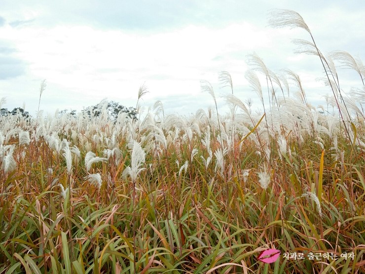 서울가을축제 - 상암동 하늘공원 서울억새축제, 엄마랑 데이트 했어욤 ♥ 관련 이미지 8