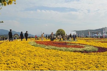 작년에 다녀온 마산가고파국화축제 + 마창대교카페 관련 이미지 1