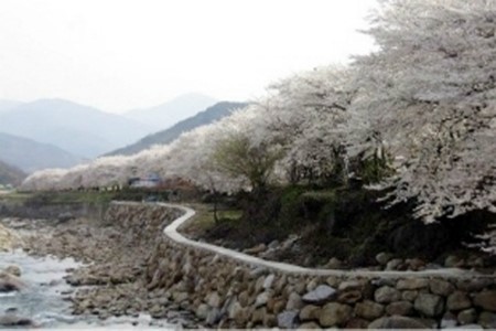 어디로 봄꽃구경 갈까요? 4월 봄꽃축제 일정, 기간 알아봐요 :) 관련 이미지 18
