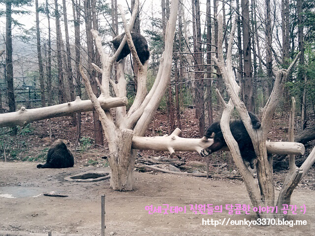 남은 8월을 즐기는 방법, 8월 축제 - 에버랜드 썸머스플래쉬 & 나이트 사파리 관련 이미지 3