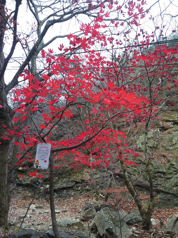 소요산 단풍축제 한대요 ^^ ( 저는 작년에 다녀왔어욤 ㅎ ) 관련 이미지 4