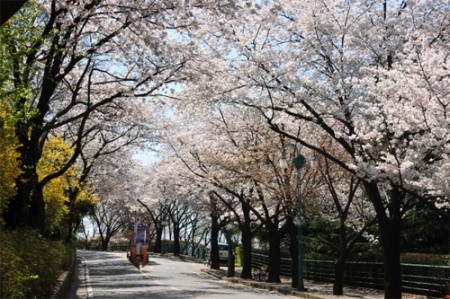 어디로 봄꽃구경 갈까요? 4월 봄꽃축제 일정, 기간 알아봐요 :) 관련 이미지 10