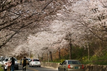 어디로 봄꽃구경 갈까요? 4월 봄꽃축제 일정, 기간 알아봐요 :) 관련 이미지 15