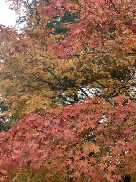 가을의 정취, 만끽하며 느껴봐요 관련 이미지 2