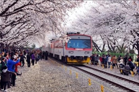 어디로 봄꽃구경 갈까요? 4월 봄꽃축제 일정, 기간 알아봐요 :) 관련 이미지 2