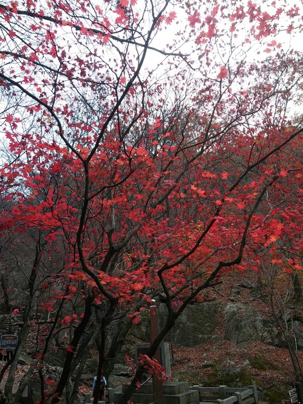 소요산 단풍축제 한대요 ^^ ( 저는 작년에 다녀왔어욤 ㅎ ) 관련 이미지 8